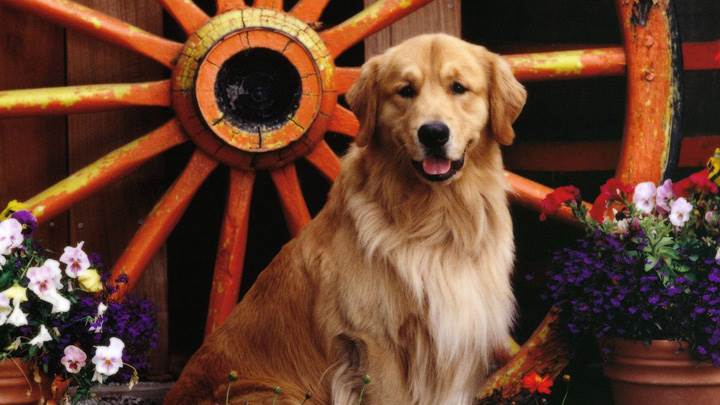 Golden Labrador Sitting In Garden